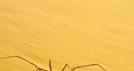 Người thu hoạch