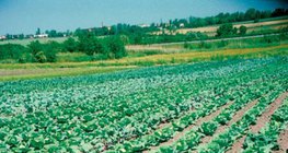 Một trang trại bắp cải