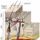 A bőr felépítése