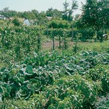 Trồng đồng hành