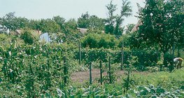 Trồng đồng hành