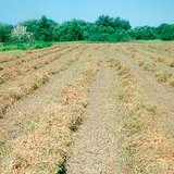 Cắt cỏ linh lăng