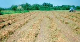 Cắt cỏ linh lăng