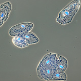 Các tế bào của niêm mạc lót miệng của con người