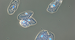 Các tế bào của niêm mạc lót miệng của con người