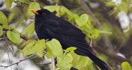 chim két thông thường