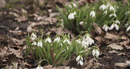 Hoa tuyết điểm thường gặp