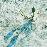 nẩy nở trong đất mặn