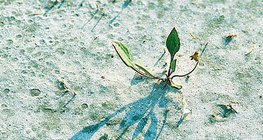 nẩy nở trong đất mặn