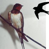 Füstifecske és röpképe