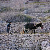 Nông nghiệp ở khu vực Địa Trung Hải