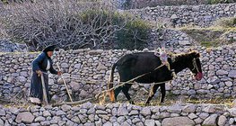 Nông nghiệp ở khu vực Địa Trung Hải