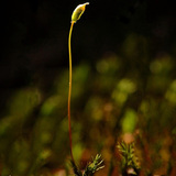 Tơ cứng và bào tử của một cây rêu trưởng thành