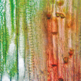 Mô mạch máu thực vật (thân bầu)