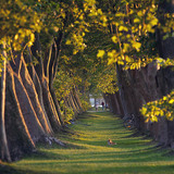 Row of London plane trees
