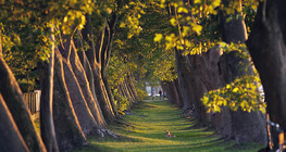 Hàng cây xanh London