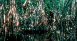 Vùng nước ngập mặn