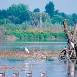 Kis-Balaton, một vùng đất ngập nước ở Hungary