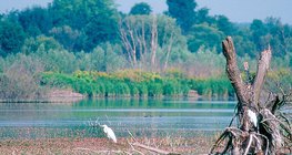 Kis-Balaton, một vùng đất ngập nước ở Hungary