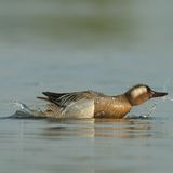Garganey