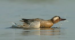 Garganey