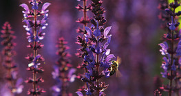 Ong trên đồng cỏ