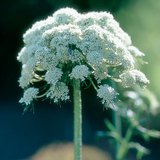 Umbels của cà rốt