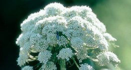 Umbels của cà rốt
