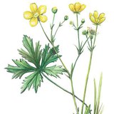 Ranunculus acris