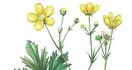 Ranunculus acris