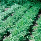 Trồng cà rốt trong vườn