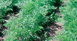 Trồng cà rốt trong vườn