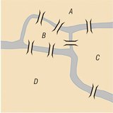 Bảy cây cầu của Königsberg