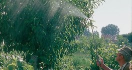 Phun với nước ép cây tầm ma