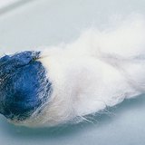 Iốt phản ứng với tinh bột, tạo ra màu xanh lam