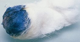 Iốt phản ứng với tinh bột, tạo ra màu xanh lam