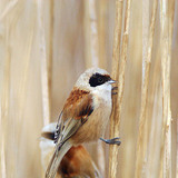 Eurasian penduline tit