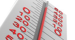 Cây dẻ ngựa đang nở hoa