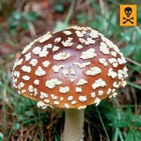 Fly agaric