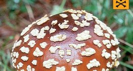 nấm tán giết ruồi