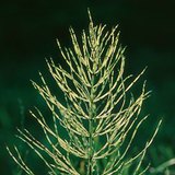 Trường đuôi ngựa