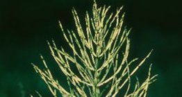 Trường đuôi ngựa