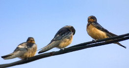 Chuồng nuốt trên dây cáp