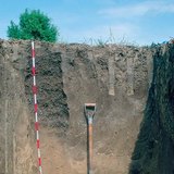 Hồ sơ của chernozem