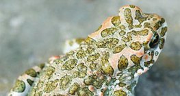 Con cóc xanh châu Âu