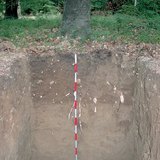 Hồ sơ của đất rừng nâu