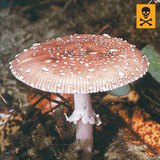 Amanita pantherina