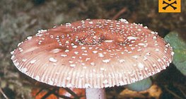 Amanita pantherina