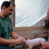 Bác sĩ thú y tại nơi làm việc