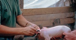 Bác sĩ thú y tại nơi làm việc